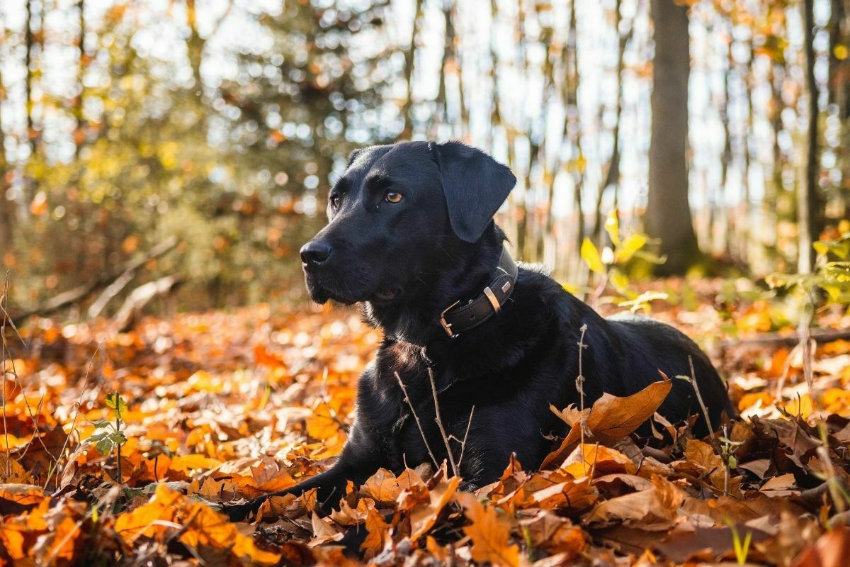 black Labrador Retriever sitting on dried leaves 