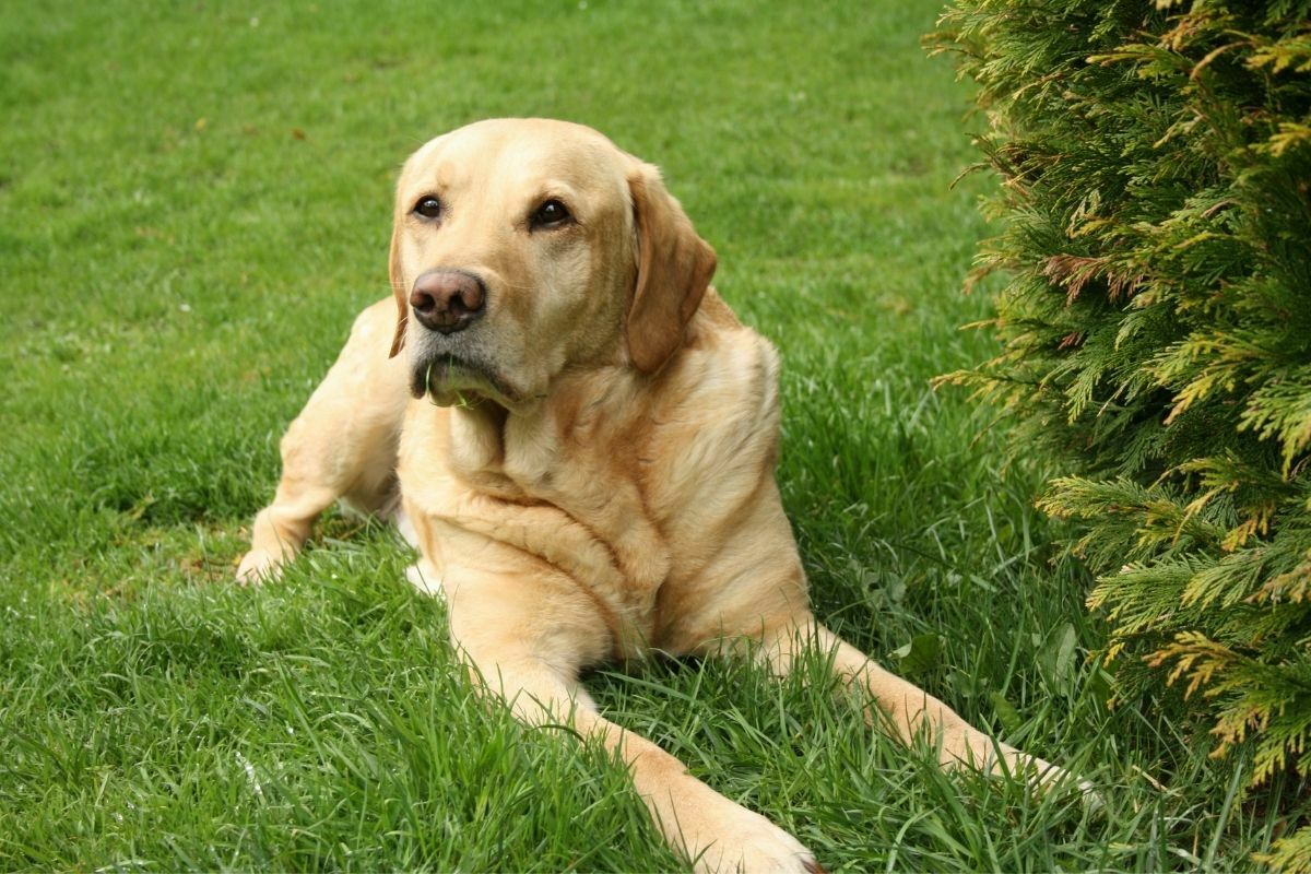 Labrador retriever