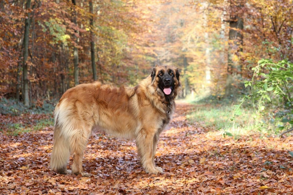 Leonberger standing