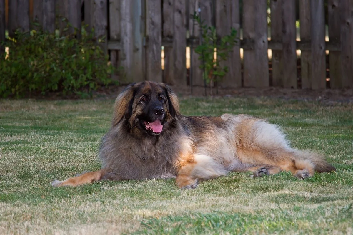 Leonberger lying on grass lawn