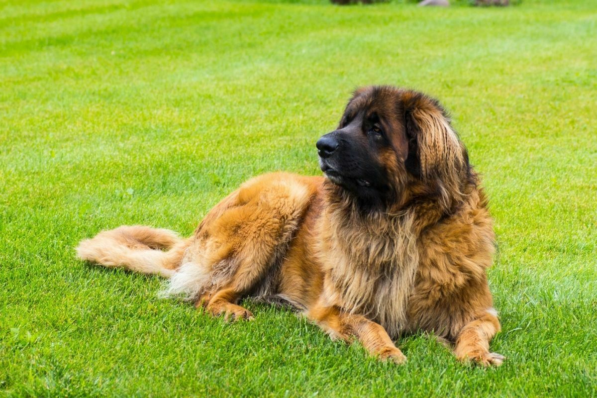 Leonberger dog lying on a green grass.