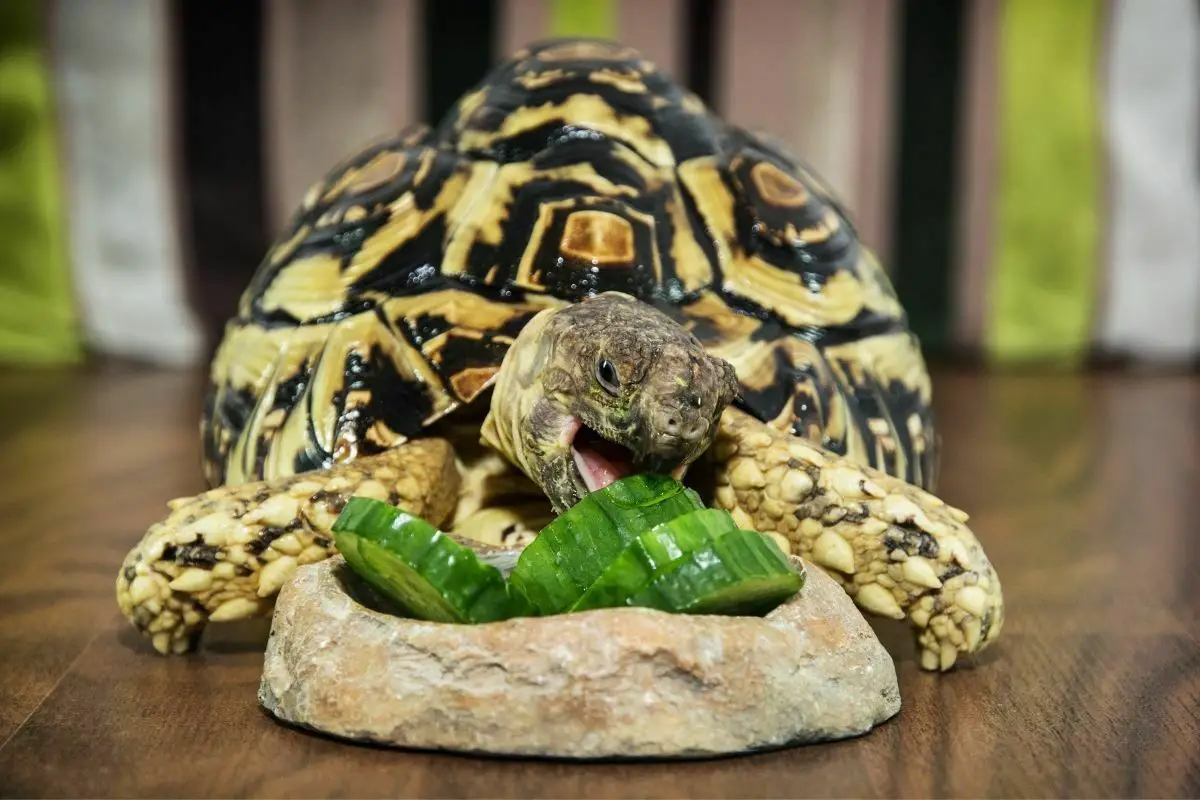 Leopard tortoise eating cucumber