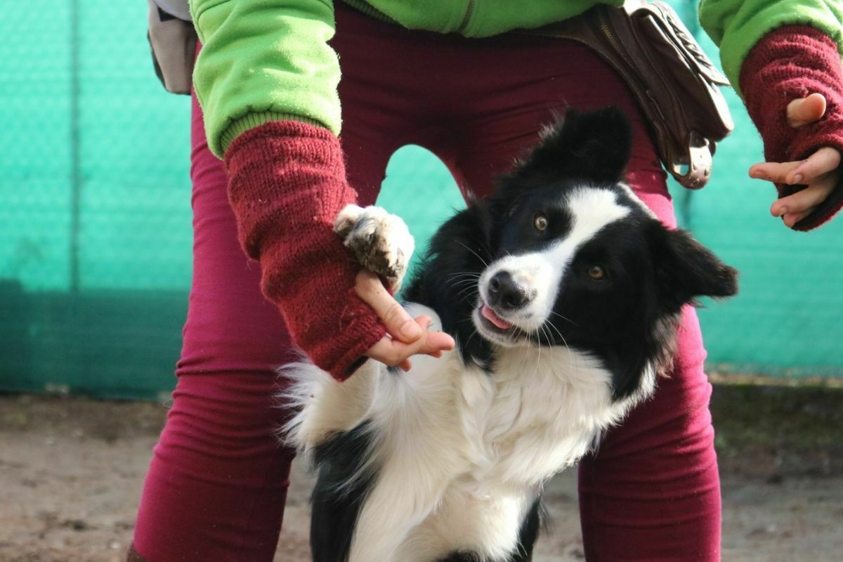 Border collie playing with owner