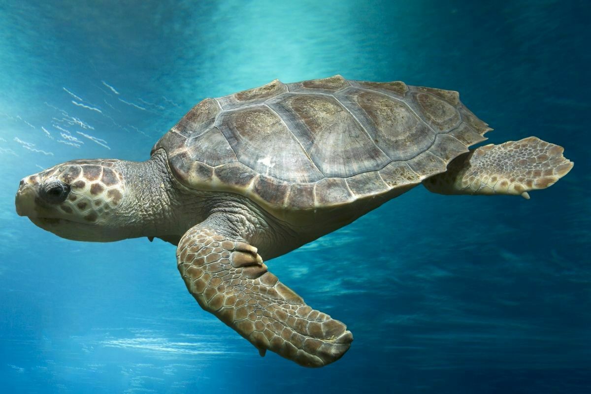 Loggerhead turtle swimming in the ocean