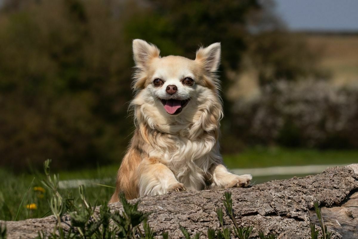 Long haired chihuahua