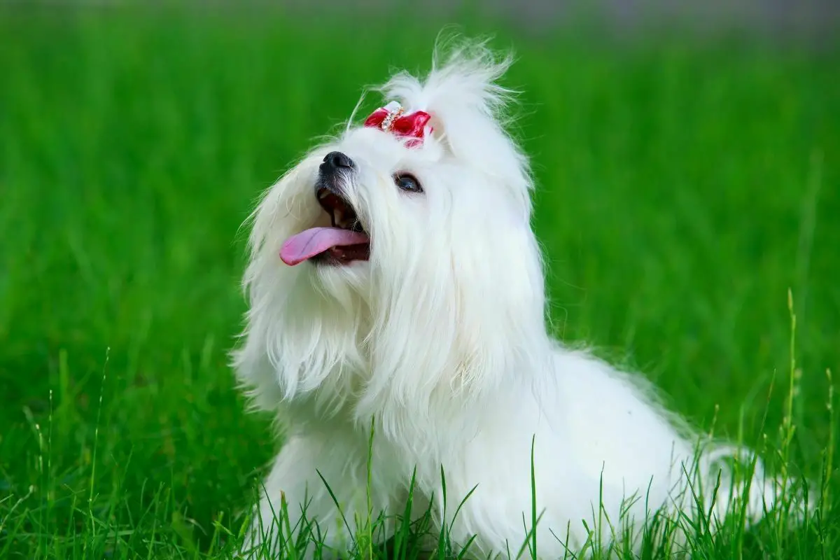 Cute maltese dog sitting in green grass