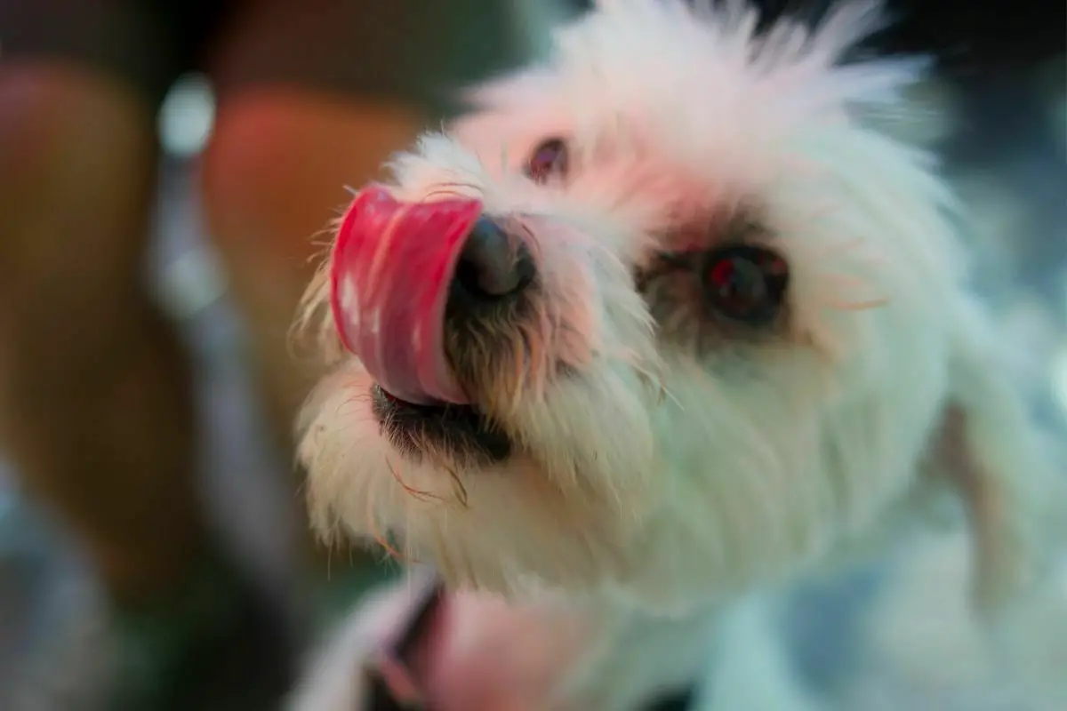 Maltese close up with tongue out