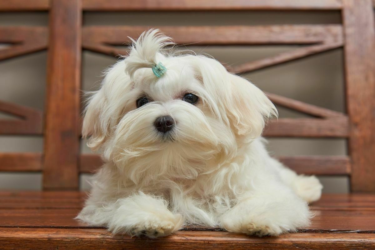 Adorable maltese laying on the chair