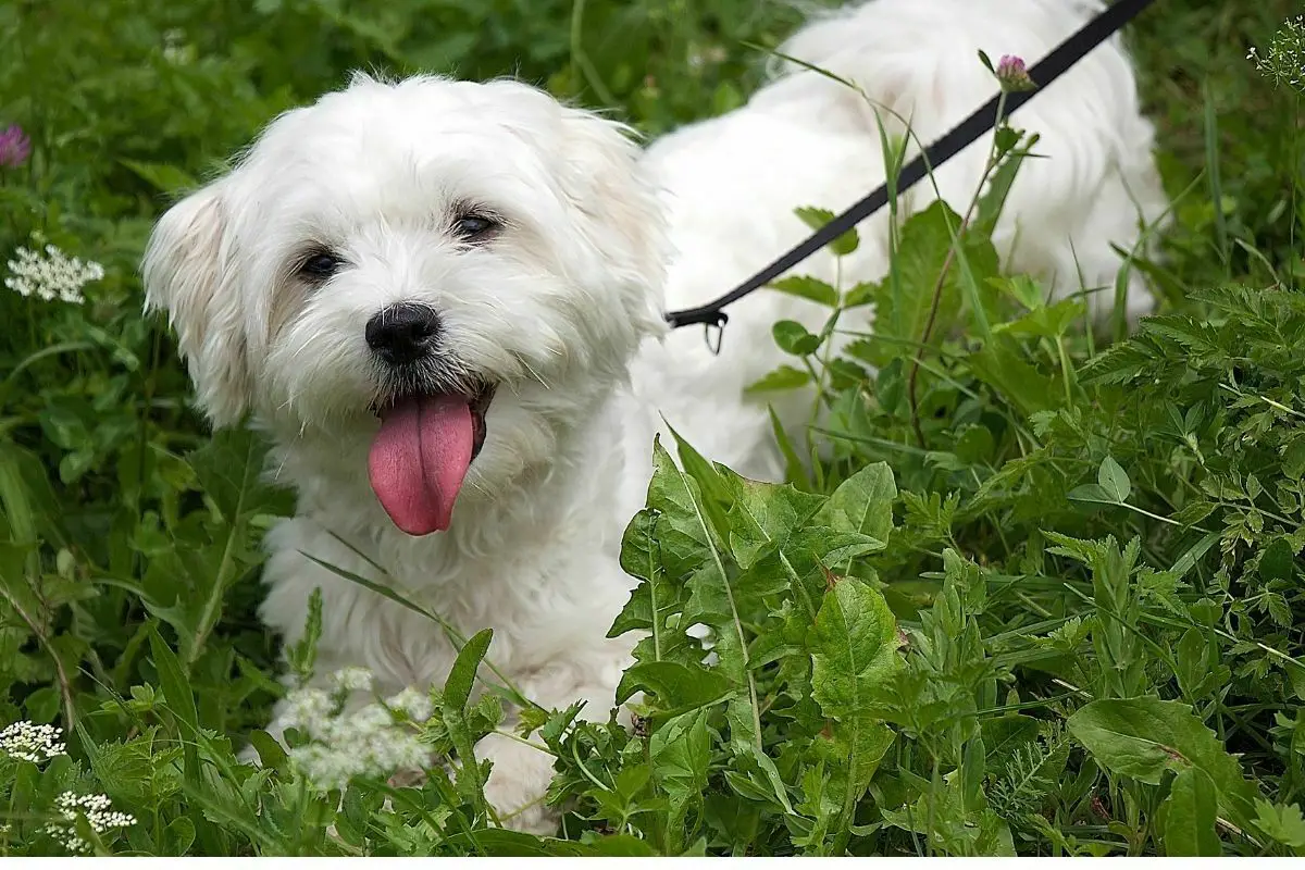 A cute Maltese dog in the grass