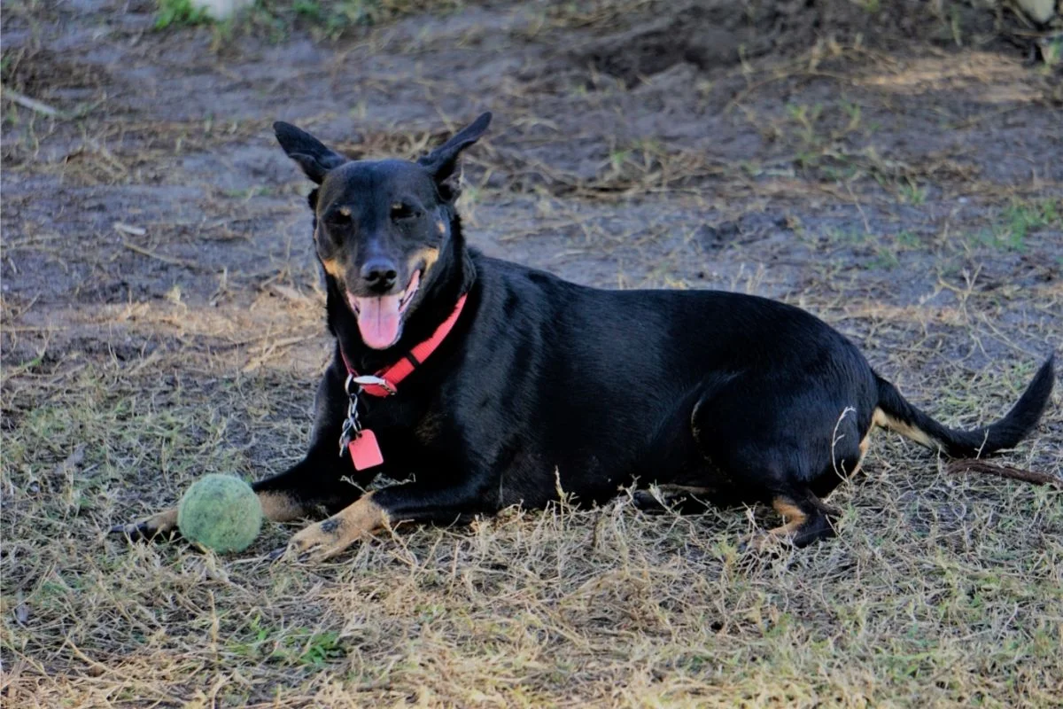 Manchester terrier resting