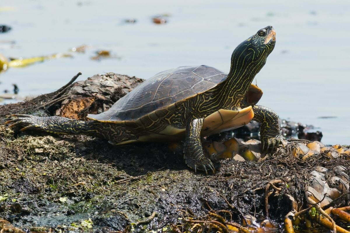 Map turtle