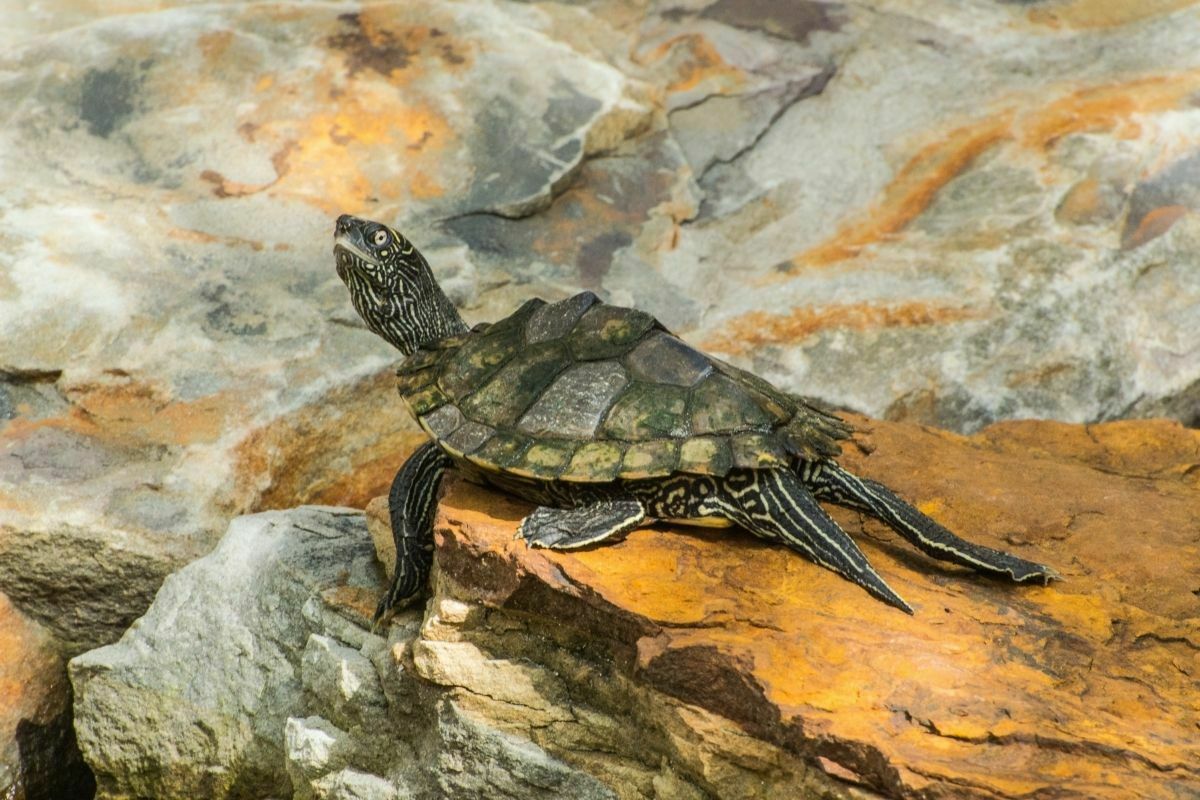 Map turtle on a rock