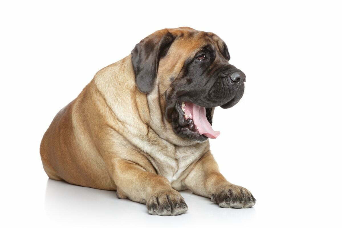 yawning mastiff dog in a white background