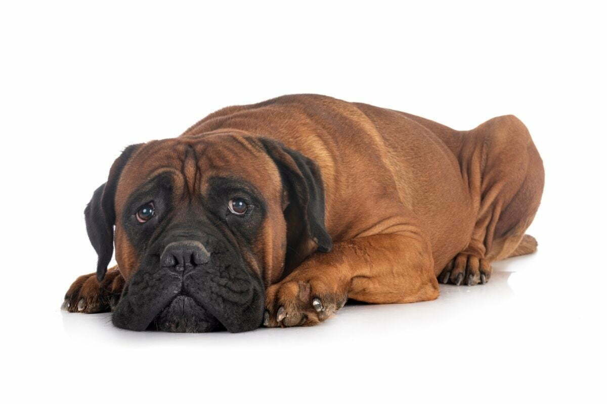 Brown mastiff lying down in front of white background