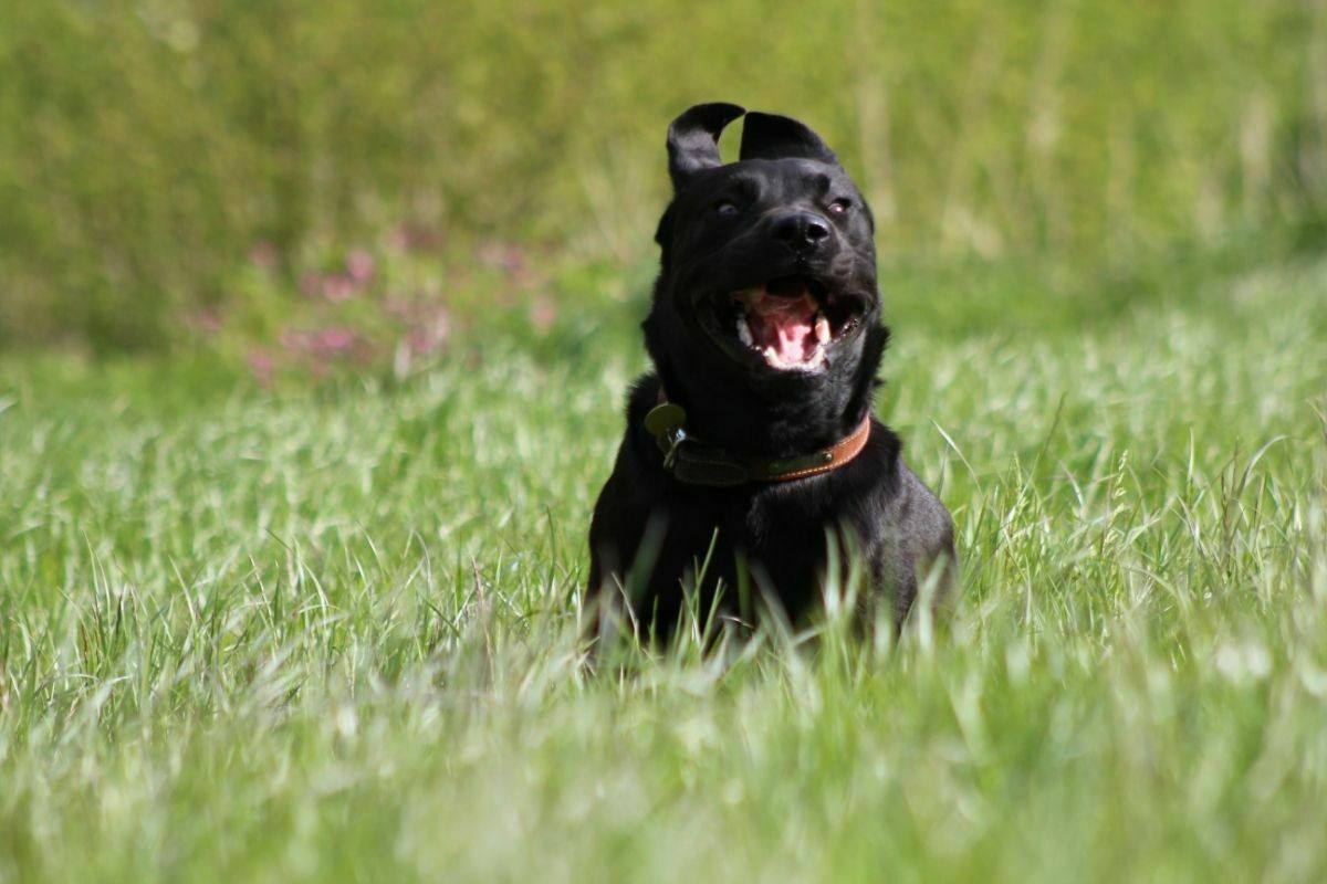 Running mastiff