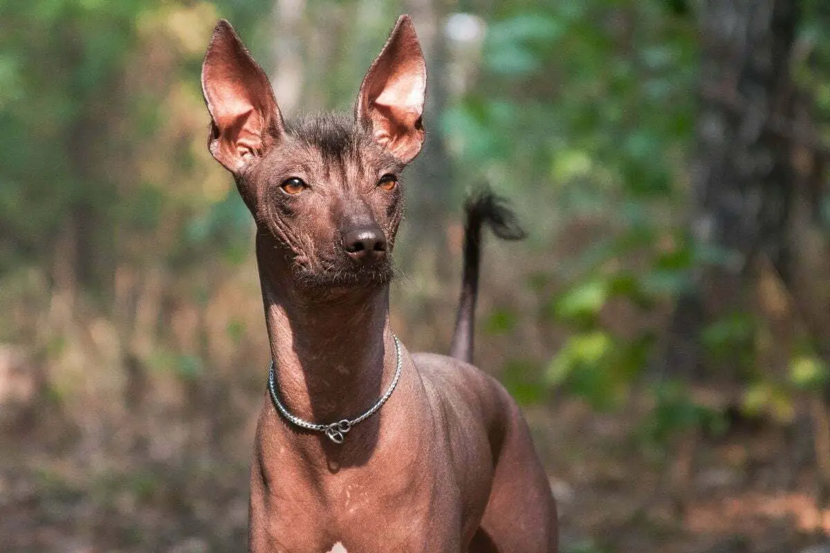 Big brown hairless dog of the xolo breed (xoloitzcuintle, mexican hairless dog), portrait