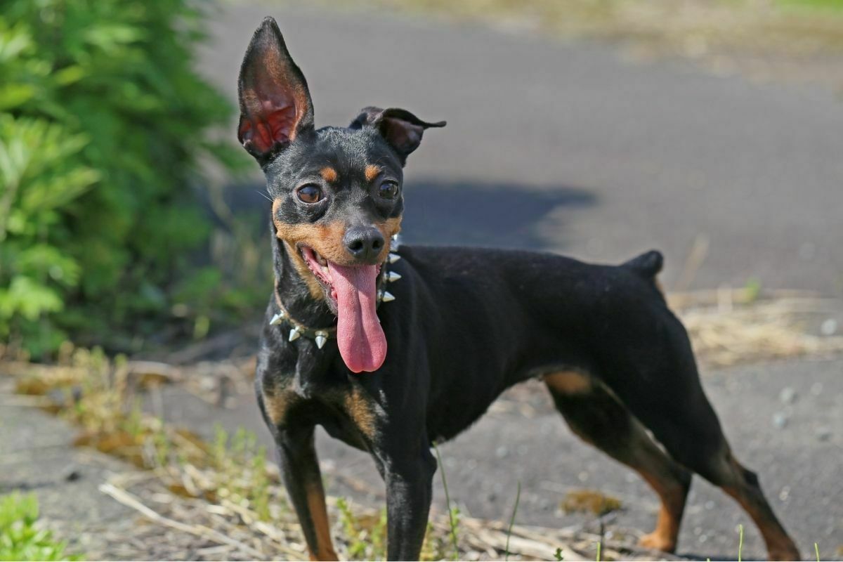 Miniature pinscher playing