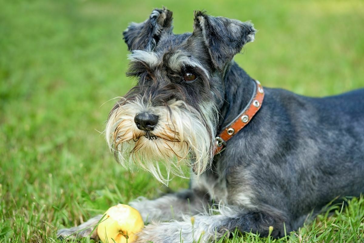 Miniature schnauzer lying down outdoors with apple