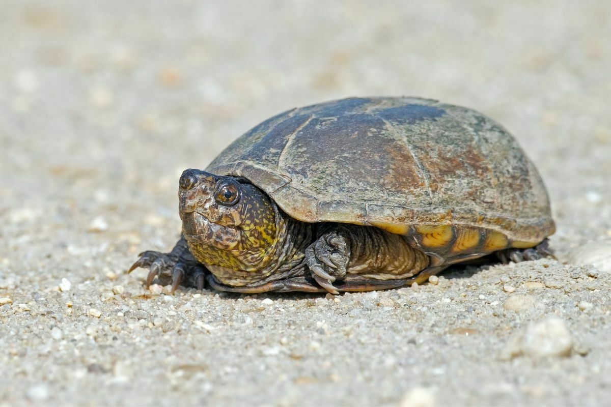 Mud turtle walking on the sand