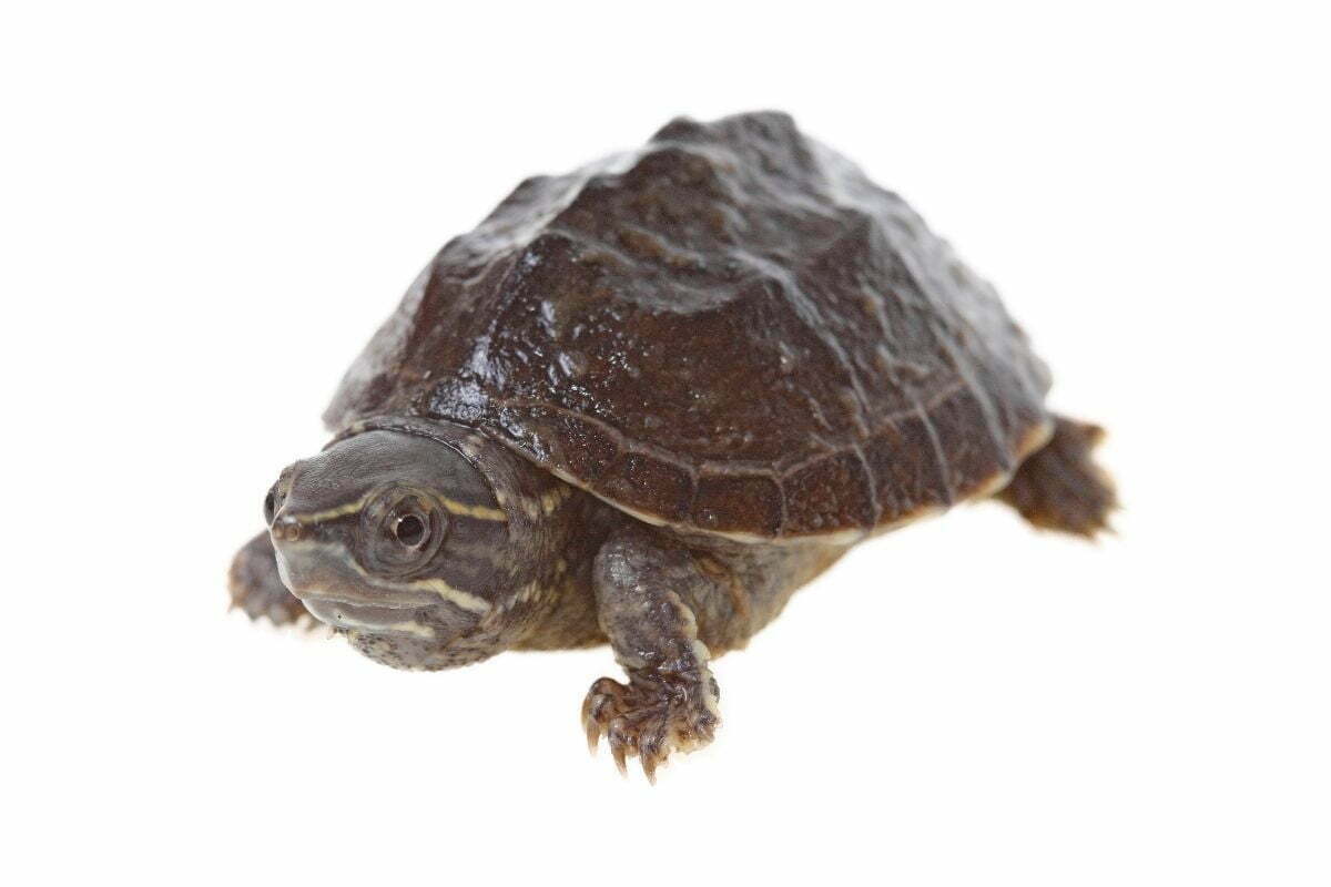 Musk turtle on a white background