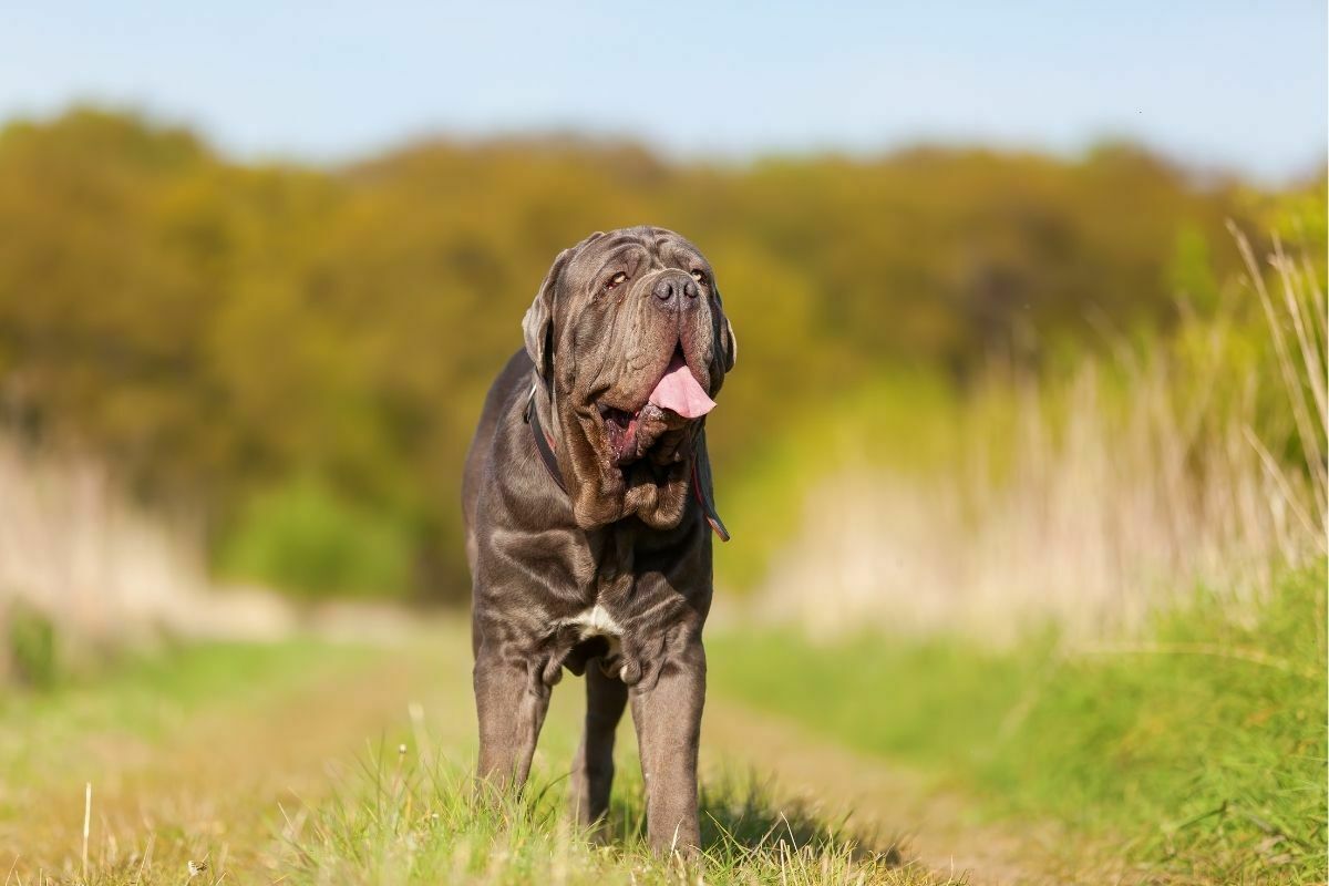 A portrait of neapolitan mastiff