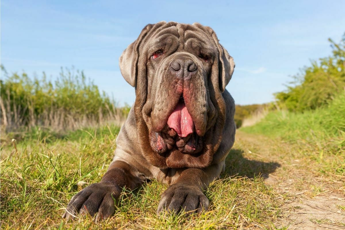 A portrait of neapolitan mastiff