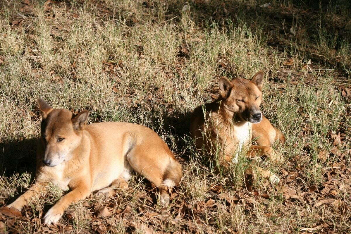 New guinea singing dogs relaxing