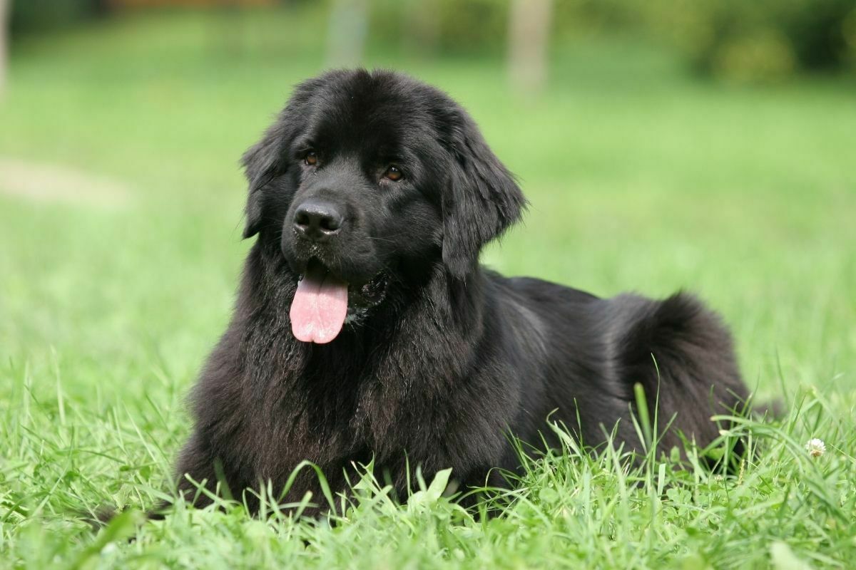 Newfoundland on grass