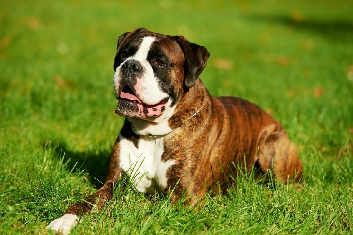 Boxer dog enjoying laying down on grass