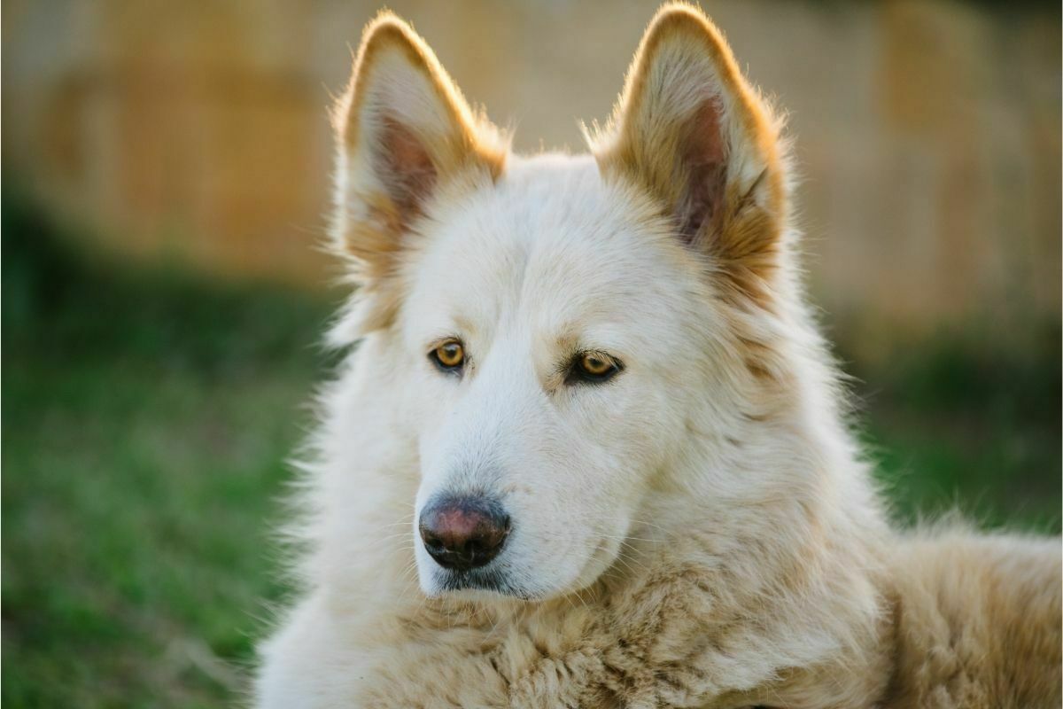 Northern inuit dog alert