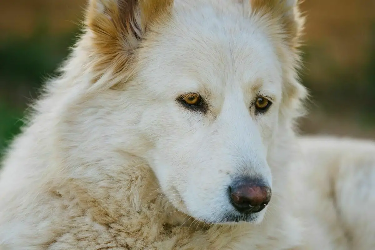 Northern Inuit Dog (2)