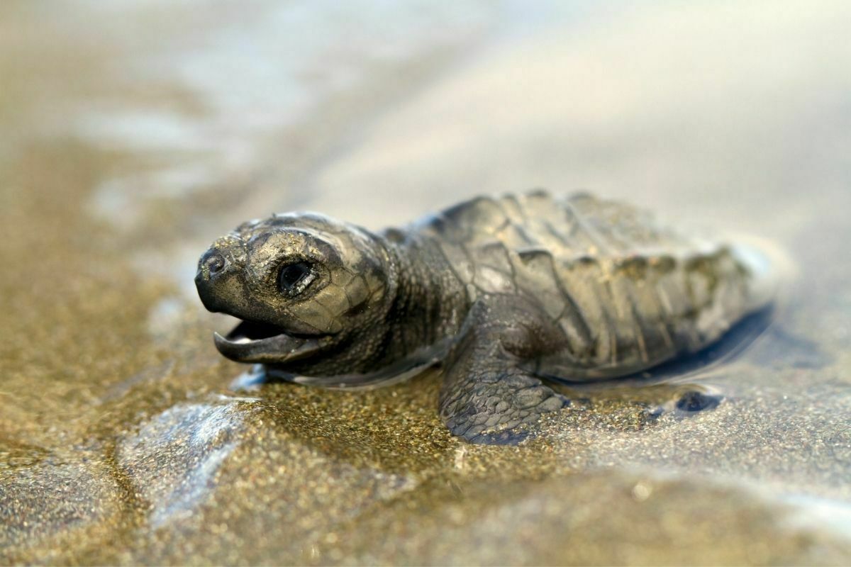 Baby olive ridley sea turtle