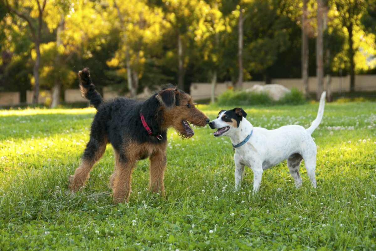 Airedale terrier playing with other dog