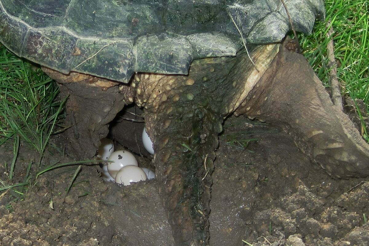 Snapping turtle laying eggs