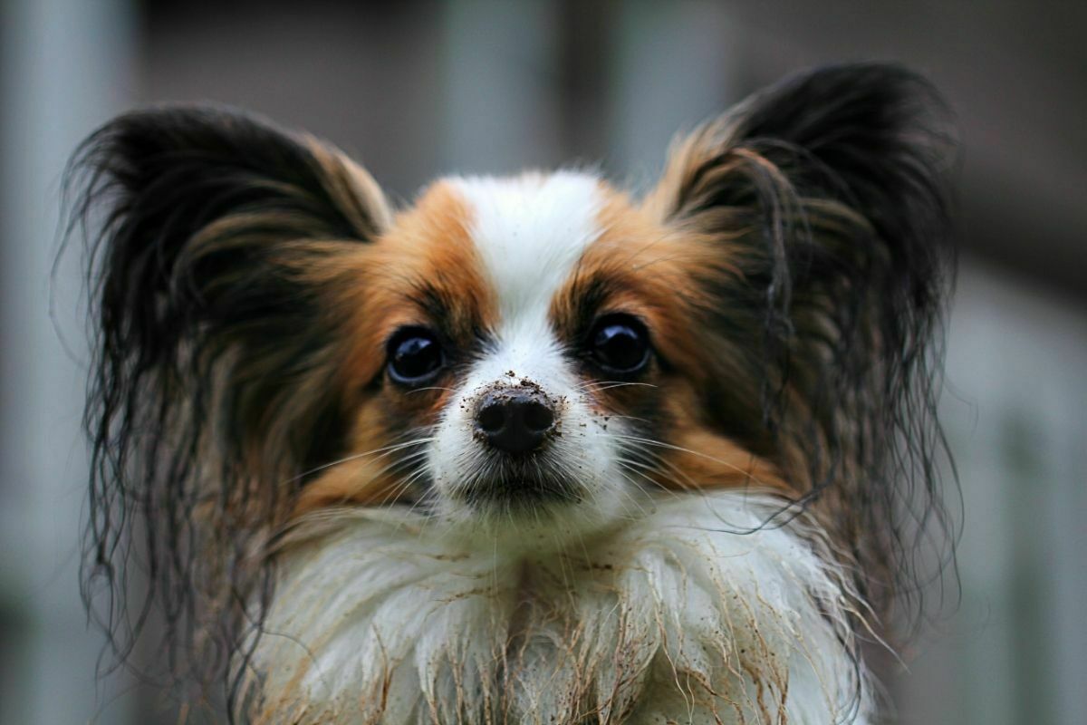 Papillon dog outdoors