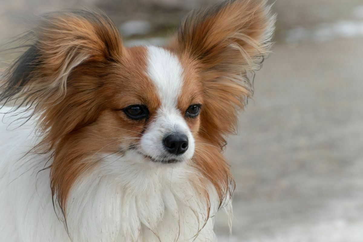 Papillon breed