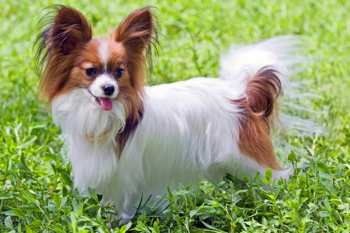 Papillon in the park