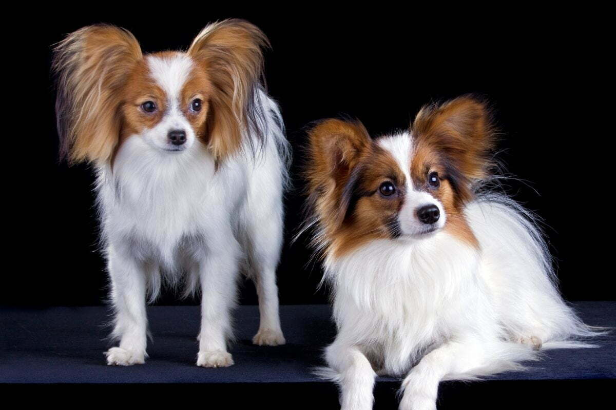 2 portrait of papillon