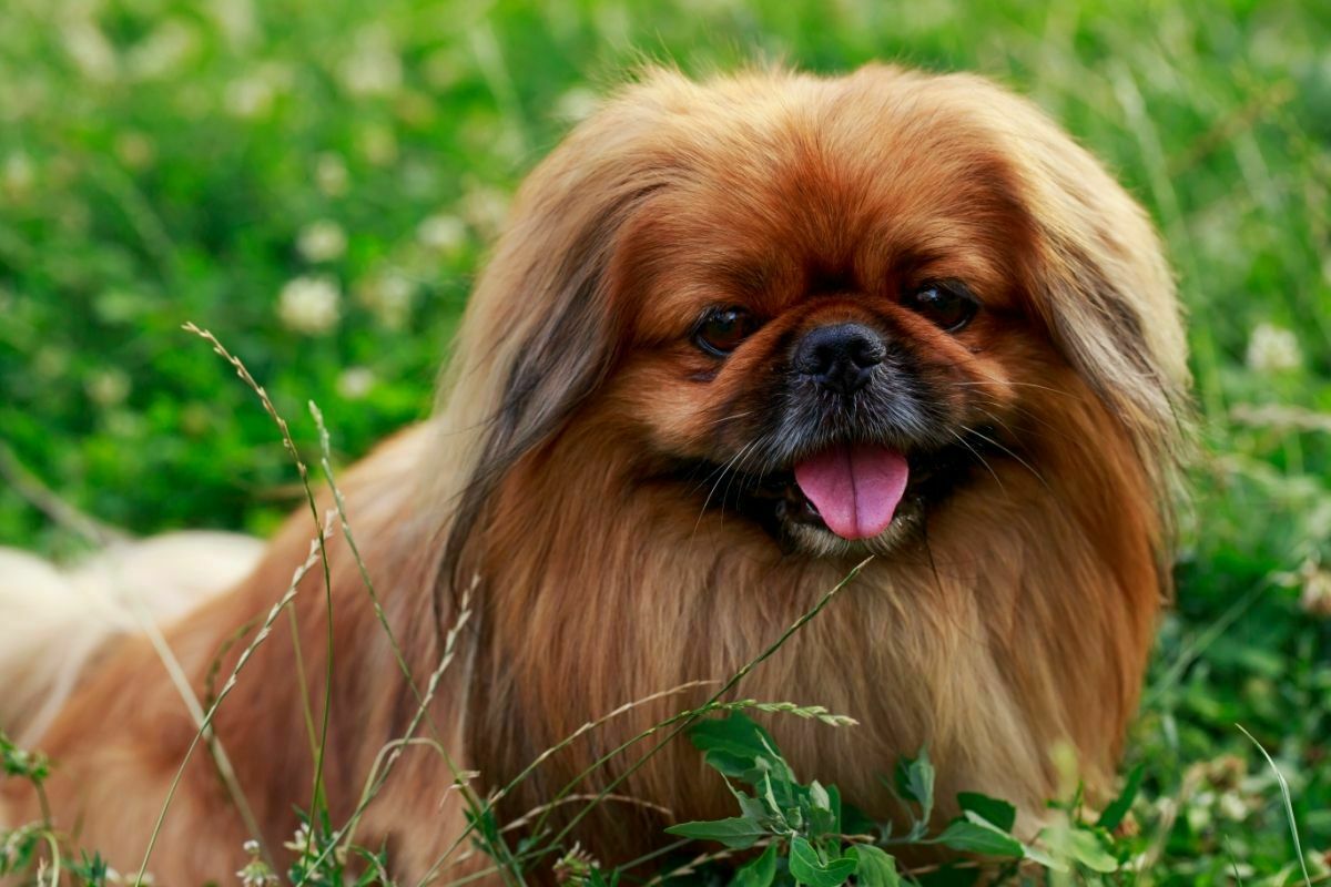 Dog breed pekingese