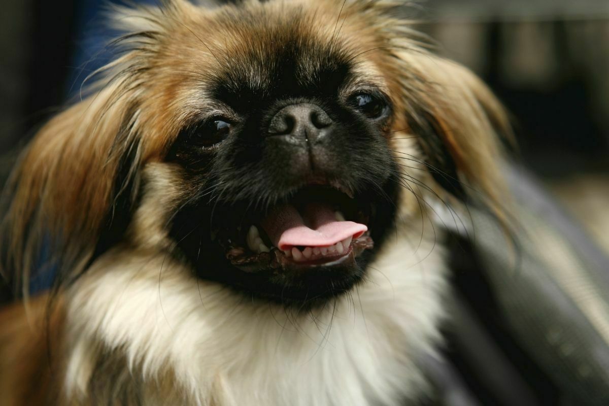 Pekingese dog close-up