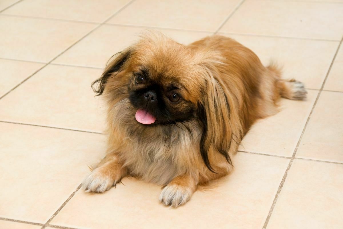 Pekingese (3)