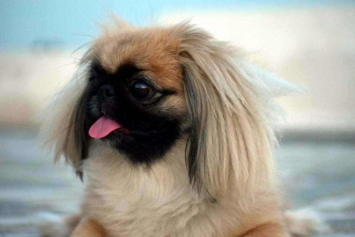 Pekingese dog