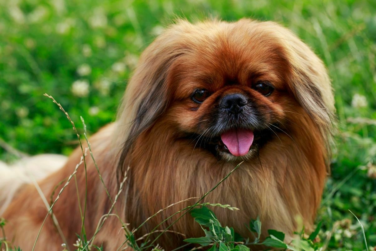 Dog breed pekingese on a green grass