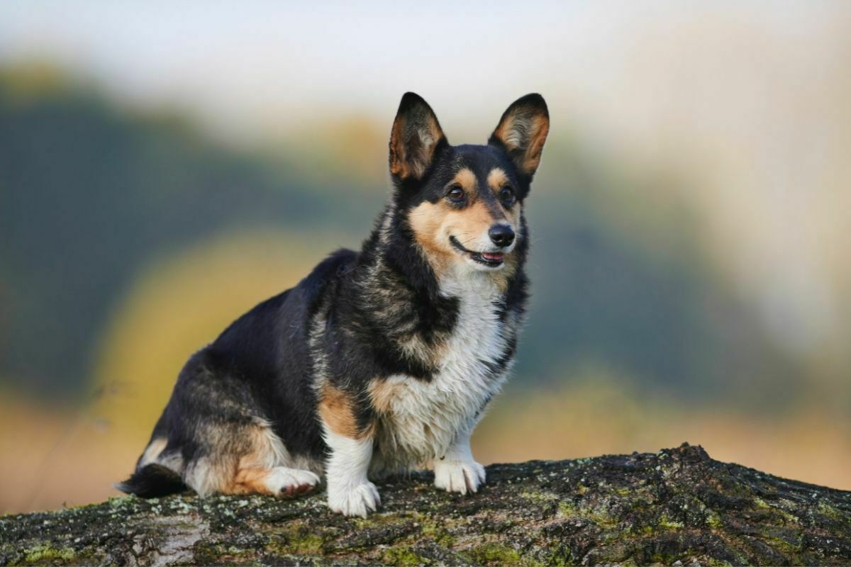 Pembroke welsh corgi (3)