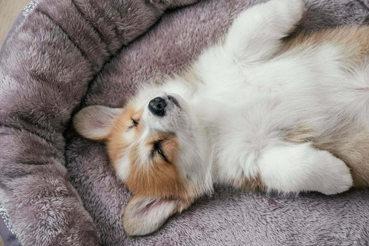 Sleeping pembroke welsh corgi puppy