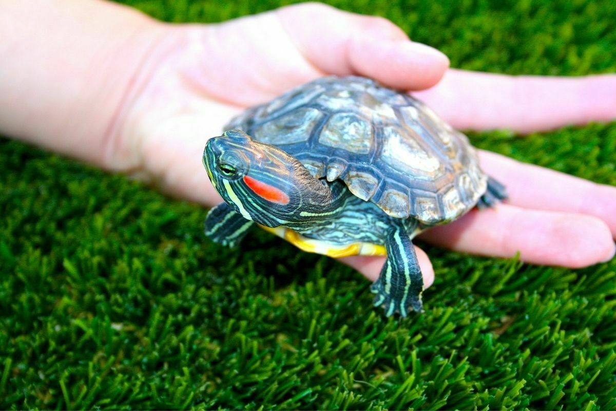 Person holding black and brown turtle