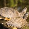 2 pond turtles sitting together
