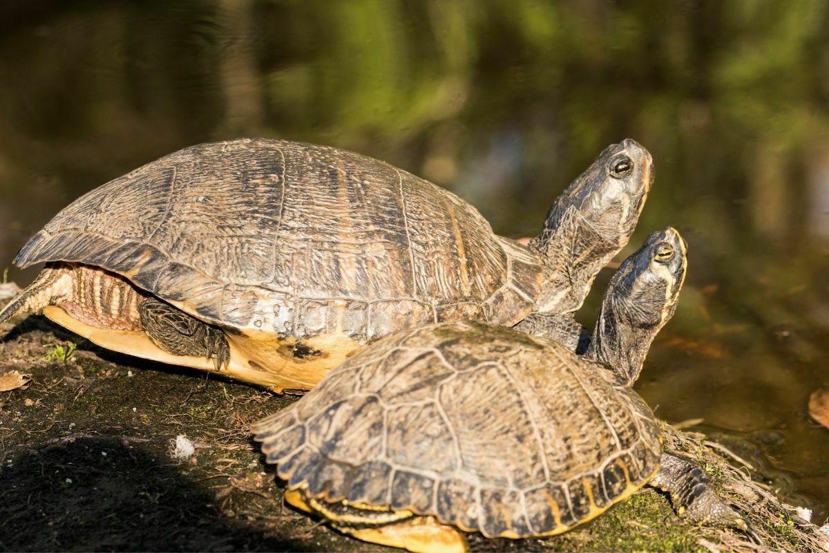 2 pond turtles sitting together