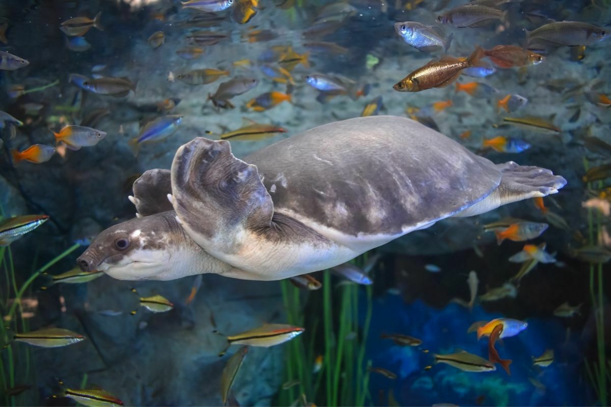 Turtle swimming in a tank full of fishes