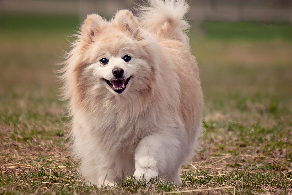 Pomeranian running